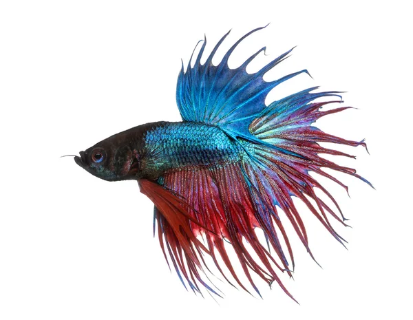 Pandangan samping dari ikan pertempuran Siam, Betta splendens, terisolasi — Stok Foto