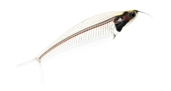 Side view of a Ghost catfish, Kryptopterus minor, isolated on wh — Stock Photo, Image