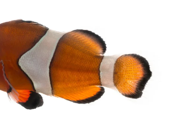 Close-up of an Ocellaris clownfish 's body Amphiprion ocellaris , — Stok Foto