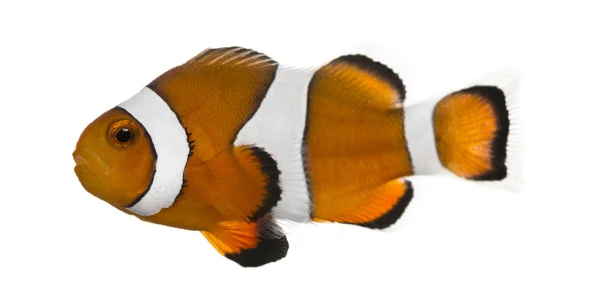 Ocellaris clownfish, amphiprion ocellaris, üzerinde beyaz izole — Stok fotoğraf