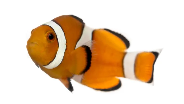 Ocellaris clownfish, amphiprion ocellaris, isolerad på vit — Stockfoto