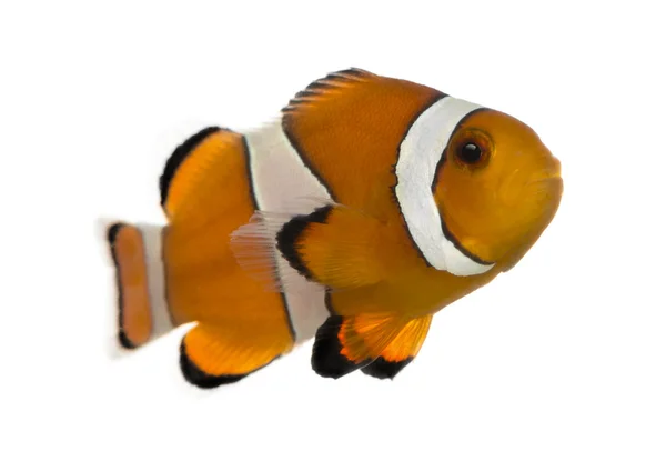 Ocellaris clownfish, amphiprion ocellaris, isoliert auf weiß — Stockfoto