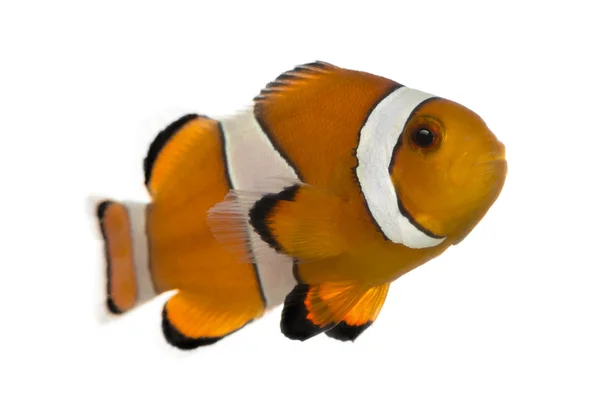 Ocellaris clownfish, Amphiprion ocellaris, isolato su bianco — Foto Stock