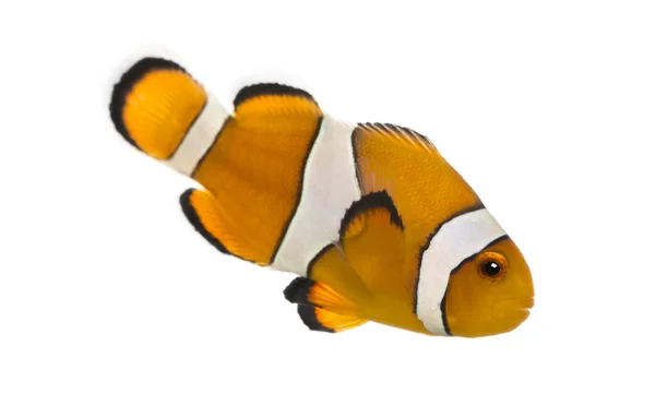 Side view of an Ocellaris clownfish, Amphiprion ocellaris, isola — Stock Photo, Image
