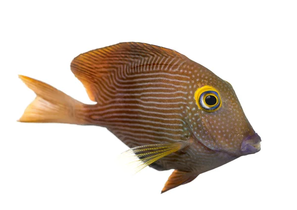 Side view of a Kole Tang, Ctenochaetus strigosus, isolated on wh — Stock Photo, Image