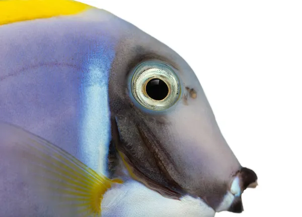 Detail modrou tang profilu, acanthurus leucosternon, — Stock fotografie