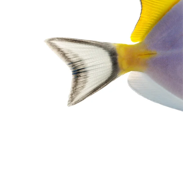 Primo piano della pinna caudale di un codolo blu polvere, Acanthurus leucoste — Foto Stock