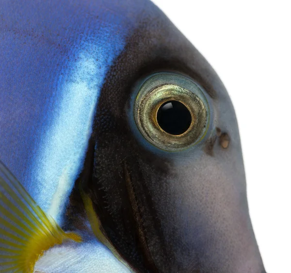 Close-Up bir toz mavi tang'ın baş, acanthurus leucosternon, — Stok fotoğraf