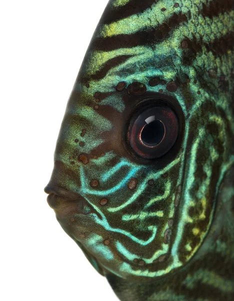 Close-up of a Blue snakeskin discus' head, Symphysodon aequifasc — Stock Photo, Image