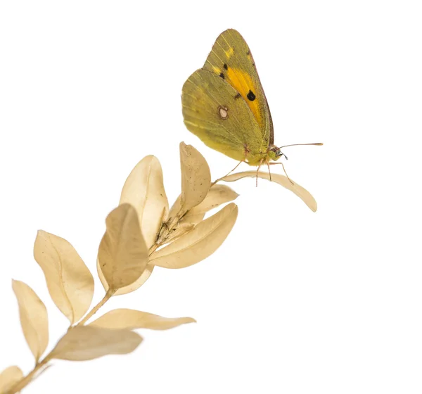 Zijaanzicht van een bewolkte zwavel op een plant, colias philodice, iso — Stockfoto