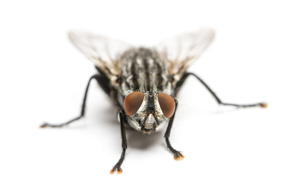 Летучая муха, просматриваемая сверху, саркофагиды, изолированные на белом
