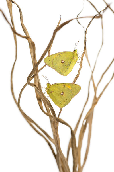 Clouded Sulphur butterflies landed on branches, Colias philodice