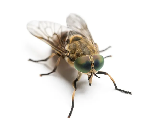 Horsefly, дивитися вгору висока, tabanus, ізольовані на білому — стокове фото