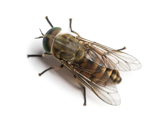 Mosca-cavalo visto de cima, Tabanus, isolado em branco — Fotografia de Stock