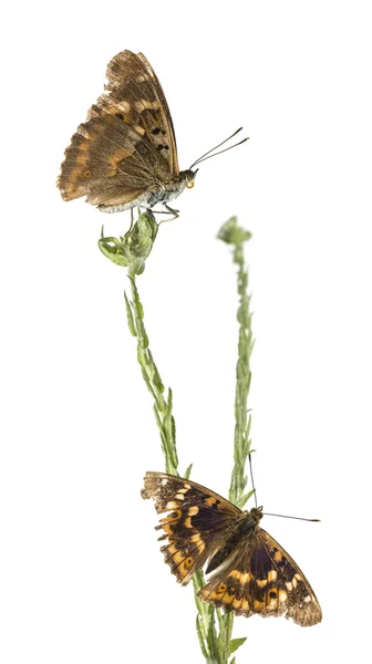 Old Lesser Purple Emperor butterflies on a plant, Apatura ilia, — Stock Photo, Image