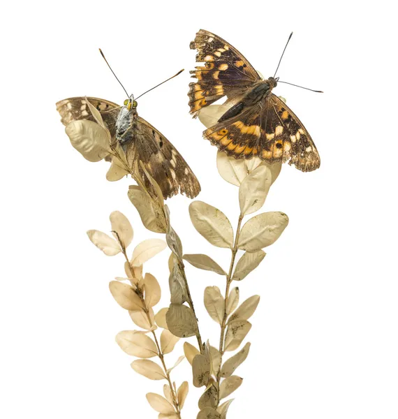 Vieux papillons empereur pourpre sur une plante, Apatura ilia , — Photo