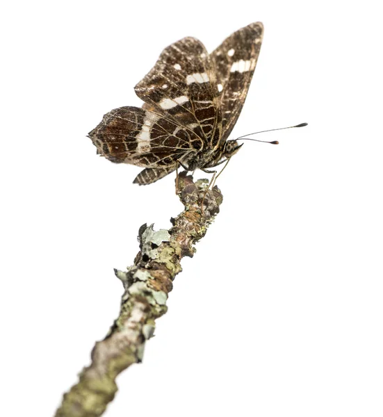 Landkarte Schmetterling landete auf einem Ast, araschnia levana, isoliert auf — Stockfoto