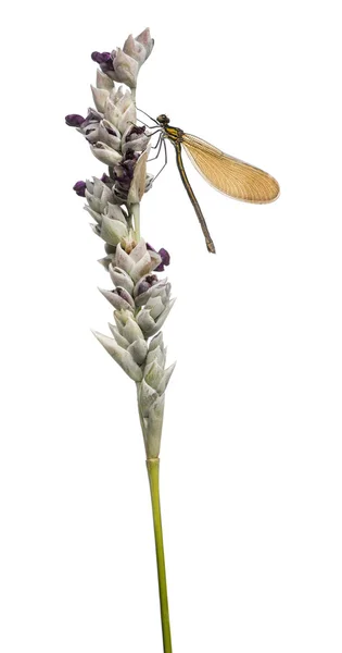 Vista lateral de uma bela fêmea Demoiselle pousou em uma floração — Fotografia de Stock