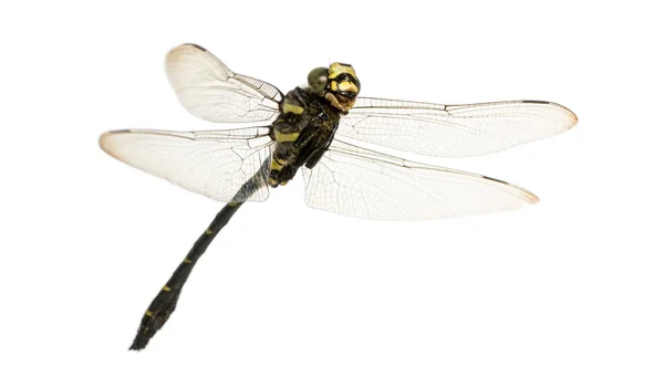 Flying Cordulegaster bidentata viewed from below, isolated on wh — Stock Photo, Image