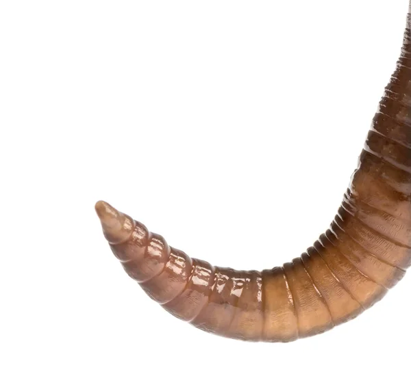 Close-up van een gemeenschappelijk Aardworm posterior, lumbricus terrestris — Stockfoto