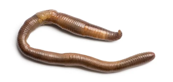 Gemeenschappelijke Aardworm vanuit omhoog hoog, lumbricus terrestris, isol — Stockfoto