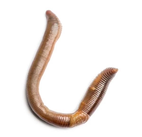 Common earthworm viewed from up high, Lumbricus terrestris, isol — Stock Photo, Image