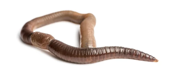 Gemeenschappelijke Aardworm vanuit omhoog hoog, lumbricus terrestris, isol — Stockfoto