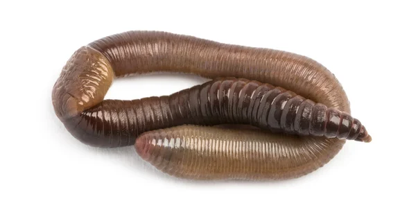 Gewöhnlicher Regenwurm von oben betrachtet, Lumbricus terrestris, Isol — Stockfoto