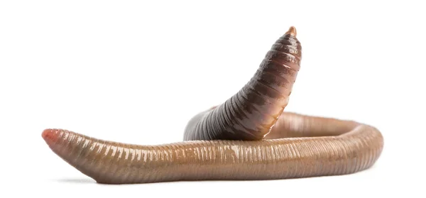 Gemeenschappelijke Aardworm, lumbricus terrestris, geïsoleerd op wit — Stockfoto