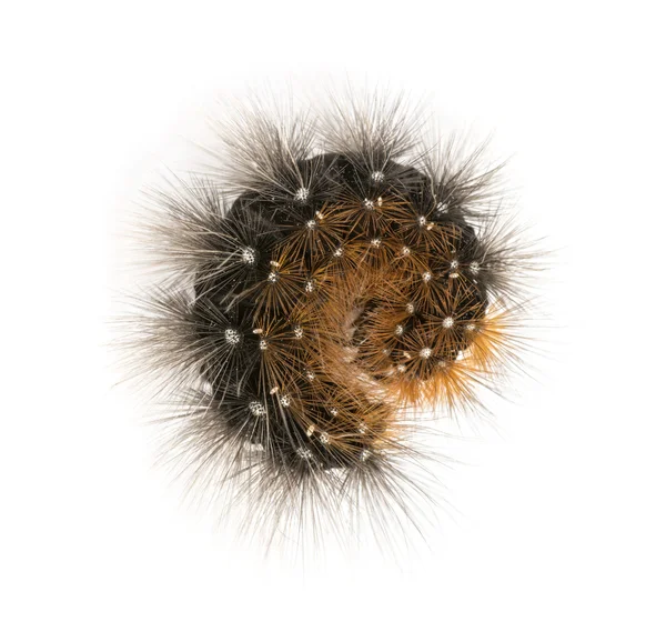 白で隔離される高いの上から見たコイル蛾幼虫 — ストック写真