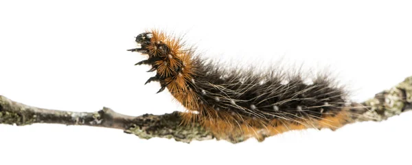 Side view of a Moth caterpillar on a branch, isolated on white — Stock Photo, Image