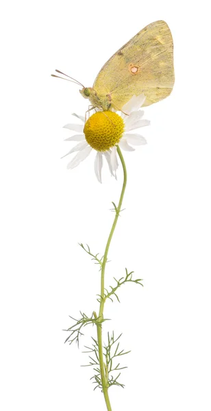 Sidovy av en grumlade svavel landade på en daisy, colias philodi — Stockfoto