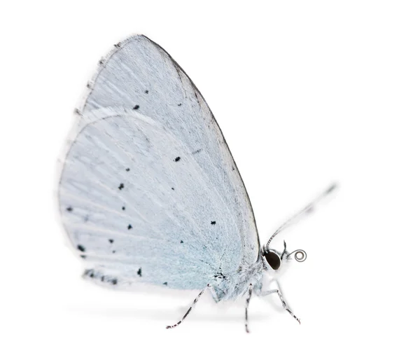 Side view of a Holly Blue landed on the ground, Celastrina argio — Stock Photo, Image