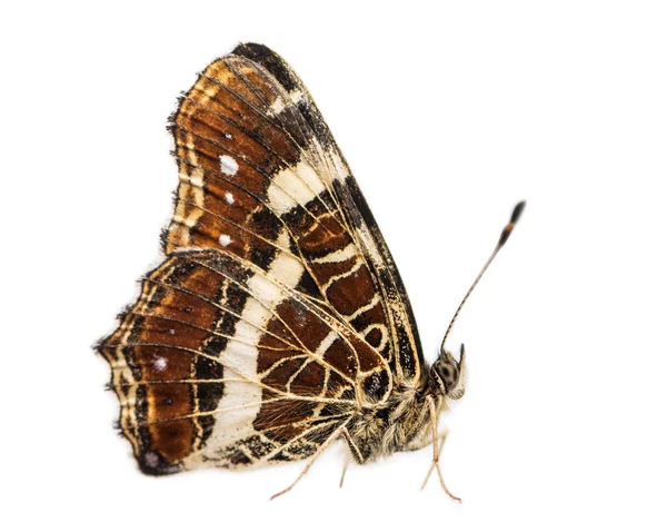 Side view of a Map butterfly landed on the ground, Araschnia lev — Stock Photo, Image