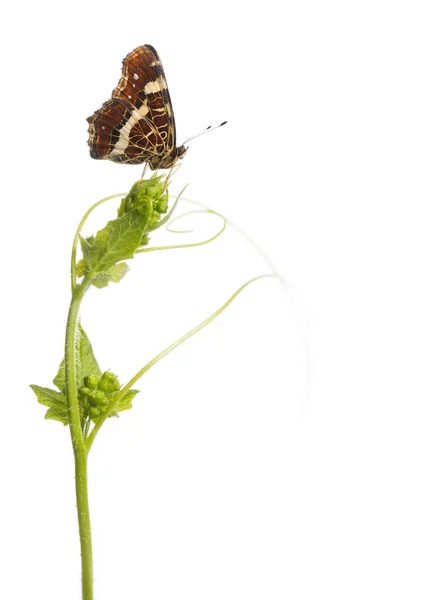 Bir yabani bitki, araschnia l indi bir harita kelebek yan görünüm — Stok fotoğraf
