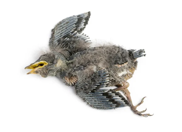 Dead baby Swallow in state of decomposition, Hirundinidae, isola — Stock Photo, Image