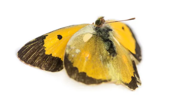 Papillon mort après un coup frontal avec une voiture, isolé sur blanc — Photo