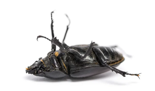 Döda EKOXE liggande på rygg, lucanus cervus, isolerad på — Stockfoto