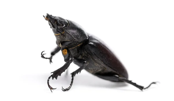 Escaravelho da Estaca Morta deitado de costas, Lucanus, isolado em — Fotografia de Stock