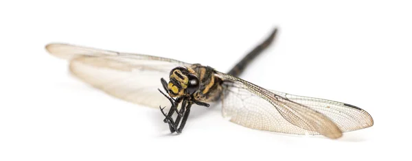 Cordulegaster bidentata morto, isolado em branco — Fotografia de Stock