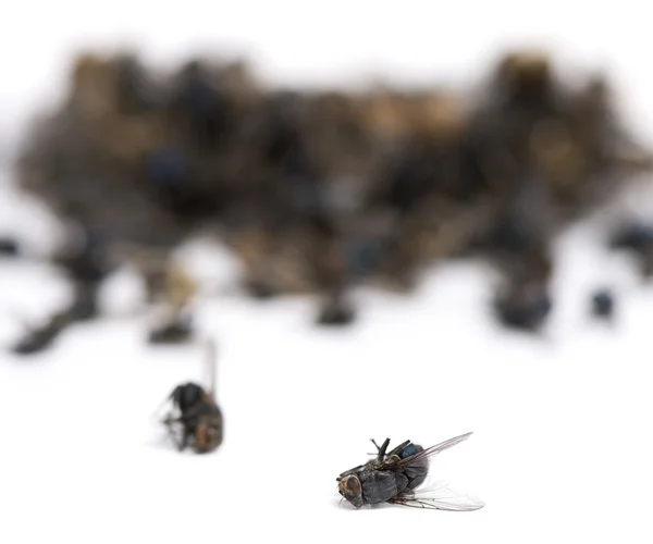 Empilement de mouches et guêpes mortes, isolées sur du blanc — Photo
