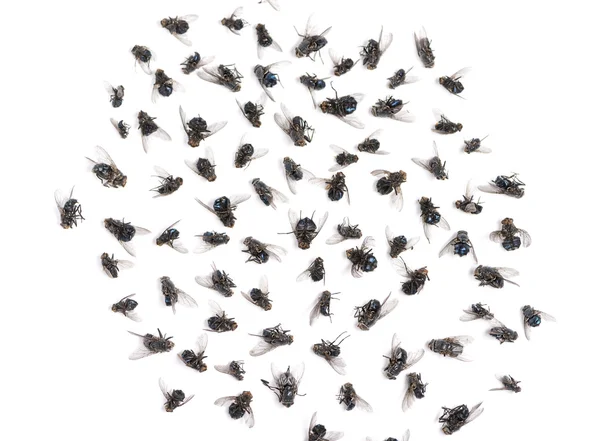 Group of dead flies, isolated on white — Stock Photo, Image