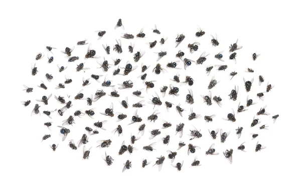Gruppe toter Fliegen, isoliert auf weißem Grund — Stockfoto