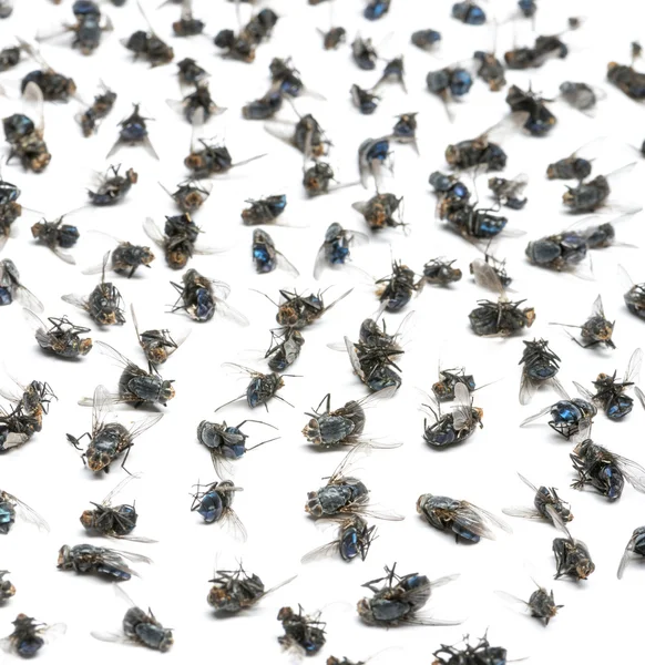 Close-up of a group of dead flies, isolated on white — Stock Photo, Image