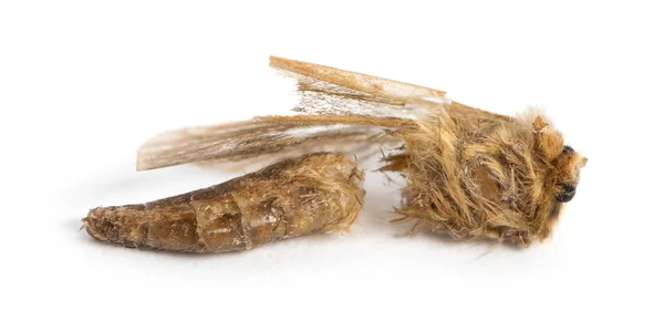 Döda moth i delstaten nedbrytning, isolerad på vit — Stockfoto