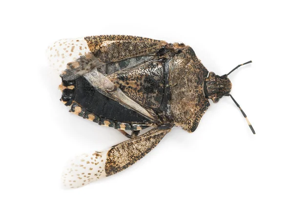 Gelen ölü pis böcek, pentatomoidea, izole o dik görüntüleyin. — Stok fotoğraf