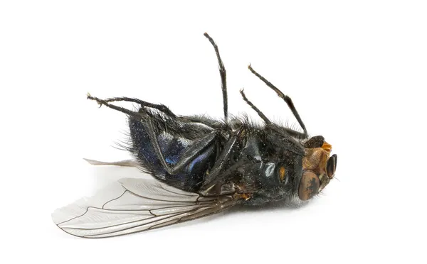 Dead fly lying on its back, isolated on white — Stock Photo, Image