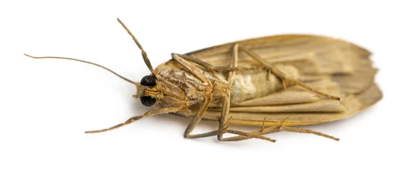 Мертвое насекомое лежит на спине, изолированное на белом — стоковое фото