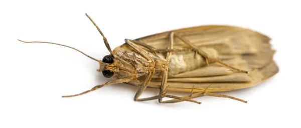 Dode insecten liggend op zijn rug, geïsoleerde op wit — Stockfoto