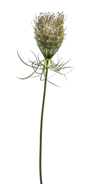 Wilde plant bloei, geïsoleerd op wit — Stockfoto